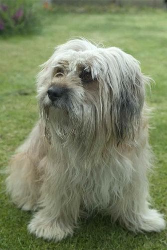 Tibetan Terrier