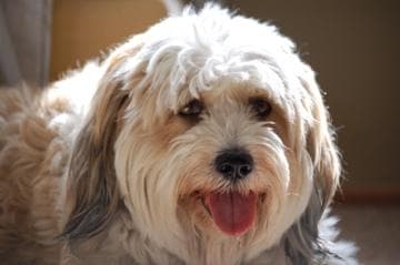 Tibetan Terrier