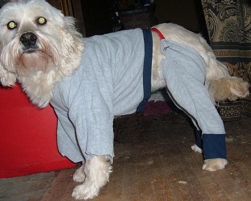 Tibetan Terrier