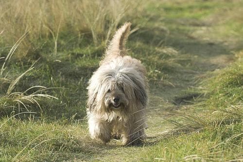 Tibetan Terrier