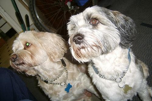 Tibetan Terrier