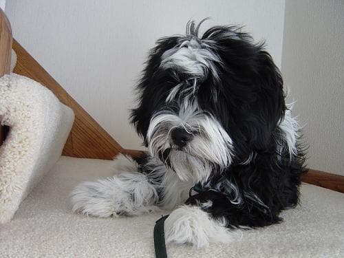 Tibetan Terrier