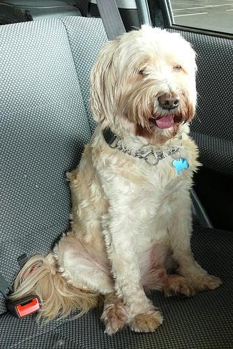 Tibetan Terrier