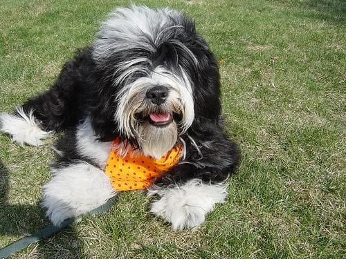 Tibetan Terrier