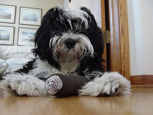 Tibetan Terrier