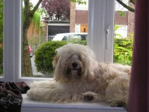 Tibetan Terrier