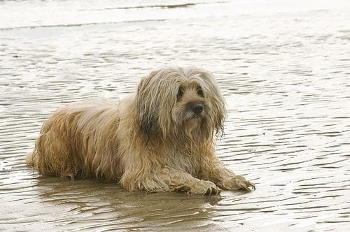 Tibetan Terrier