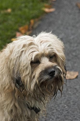 Tibetan Terrier