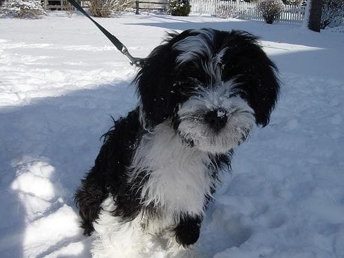 Tibetan Terrier