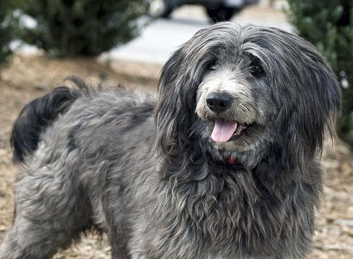 Tibetan Terrier