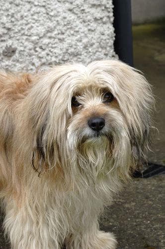 Tibetan Terrier