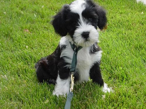 Tibetan Terrier