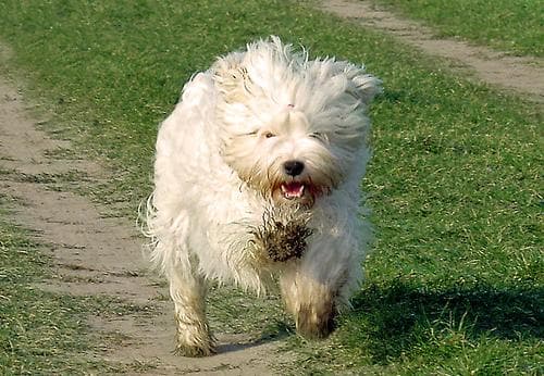 Tibetan Terrier