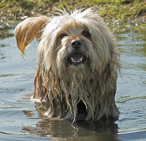 terrier