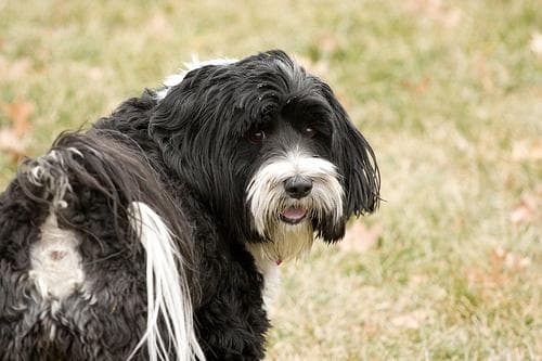 Tibetan Terrier
