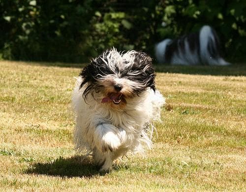 Tibetan Terrier