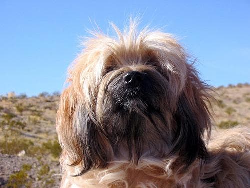 Tibetan Terrier