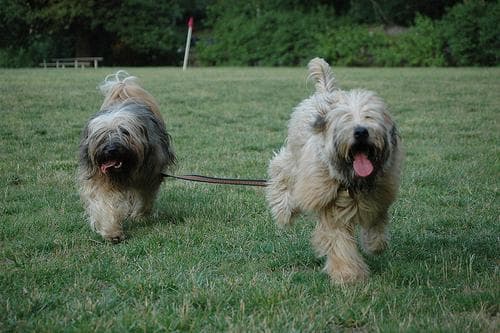 Tibetan Terrier