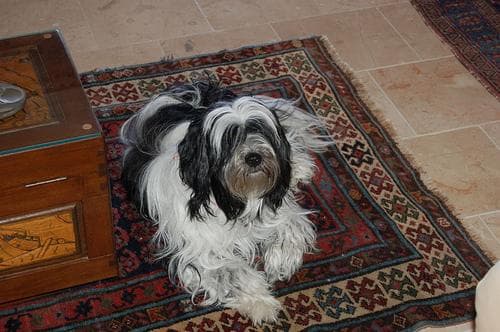 Tibetan Terrier