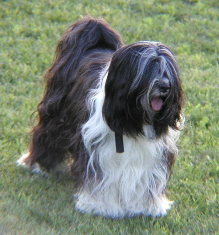 Tibetan Terrier
