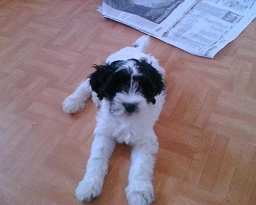 Tibetan Terrier
