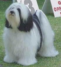Tibetan Terrier