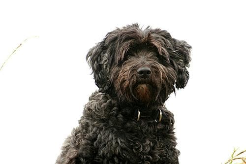 Tibetan Terrier