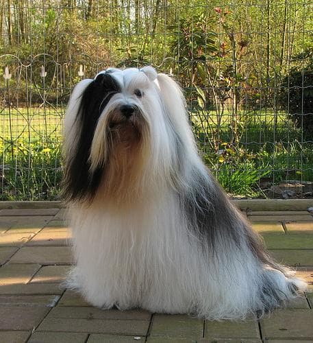 Tibetan Terrier
