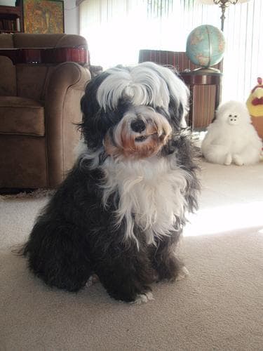 Tibetan Terrier