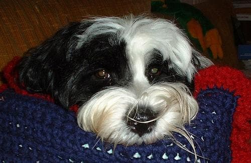 Tibetan Terrier