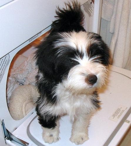 Tibetan Terrier