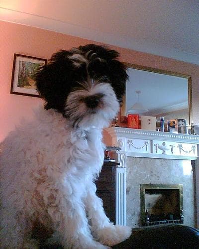Tibetan Terrier