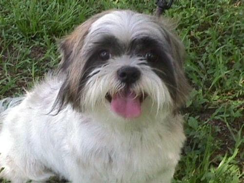 Tibetan Terrier