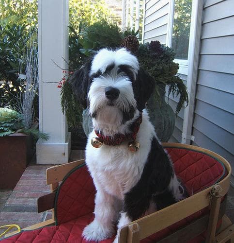 Tibetan Terrier
