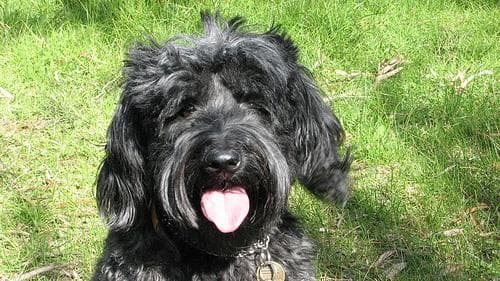 Tibetan Terrier