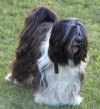 Tibetan Terrier