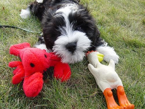 Tibetan Terrier