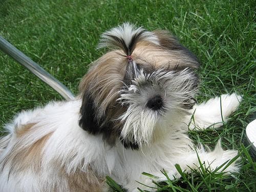 Tibetan Terrier