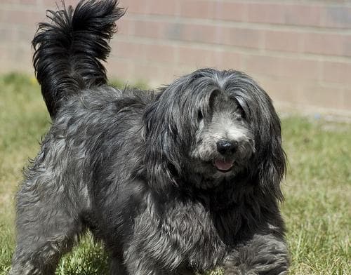 Tibetan Terrier
