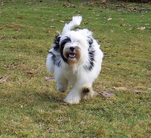 Tibetan Terrier