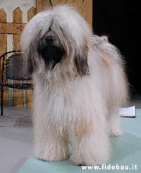 Tibetan Terrier