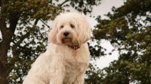 Tibetan Terrier