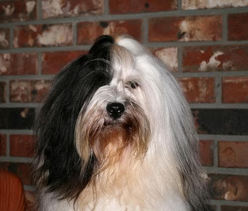 Tibetan Terrier