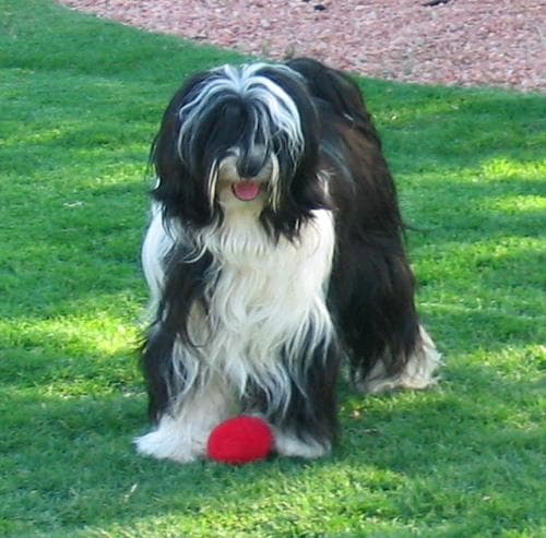 Tibetan Terrier