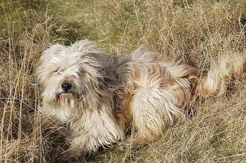 Tibetan Terrier