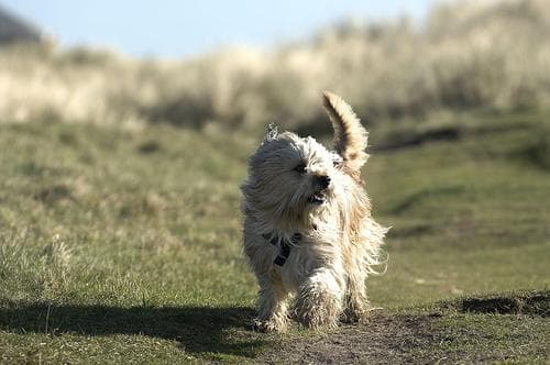 Tibetan Terrier