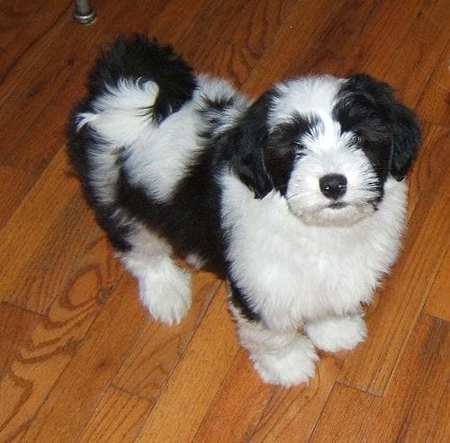 Tibetan Terrier