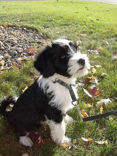 Tibetan Terrier