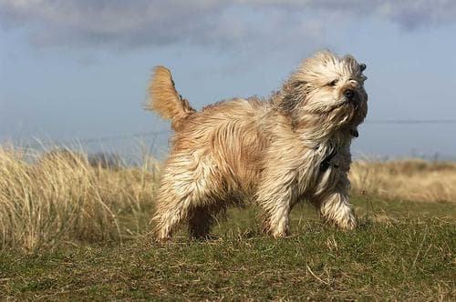 Tibetan Terrier