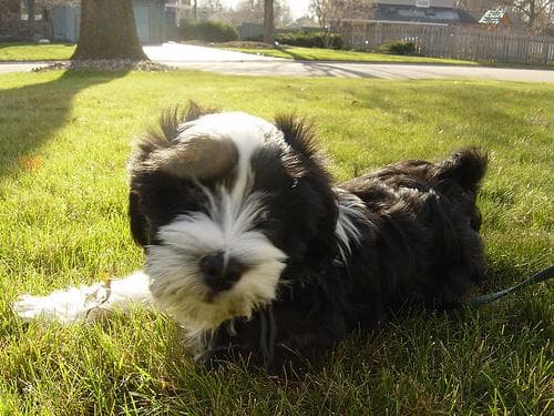 Tibetan Terrier